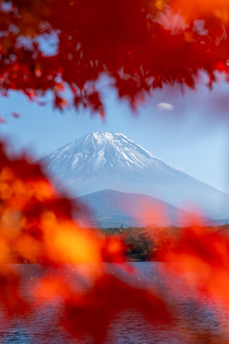 精進湖他手合浜富士山写真秋紅葉