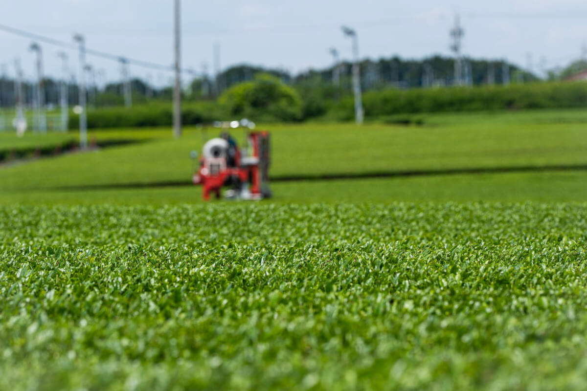 蓬莱橋近くの茶畑