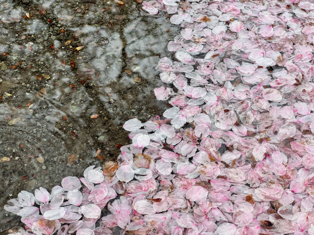 裾野桜散るランニング