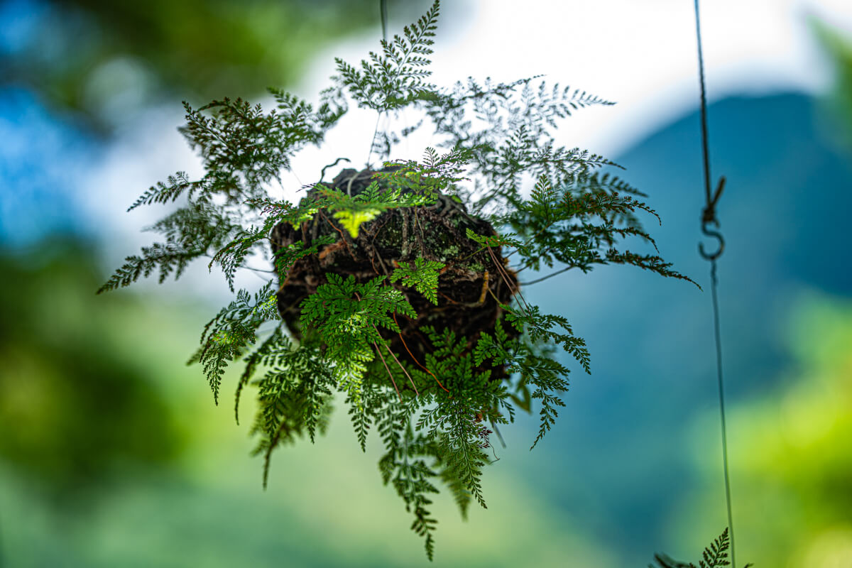 西湖いやしの里根場の写真