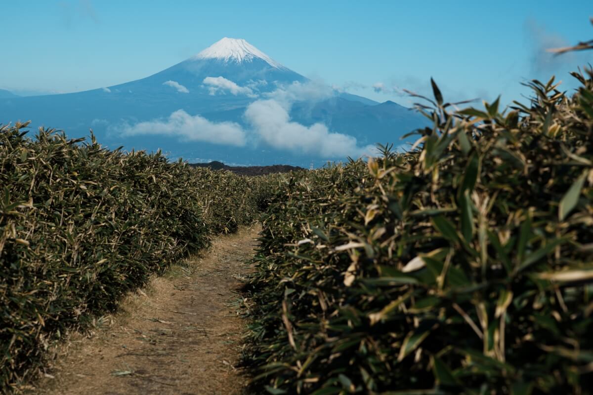 達磨山頂からの富士山写真