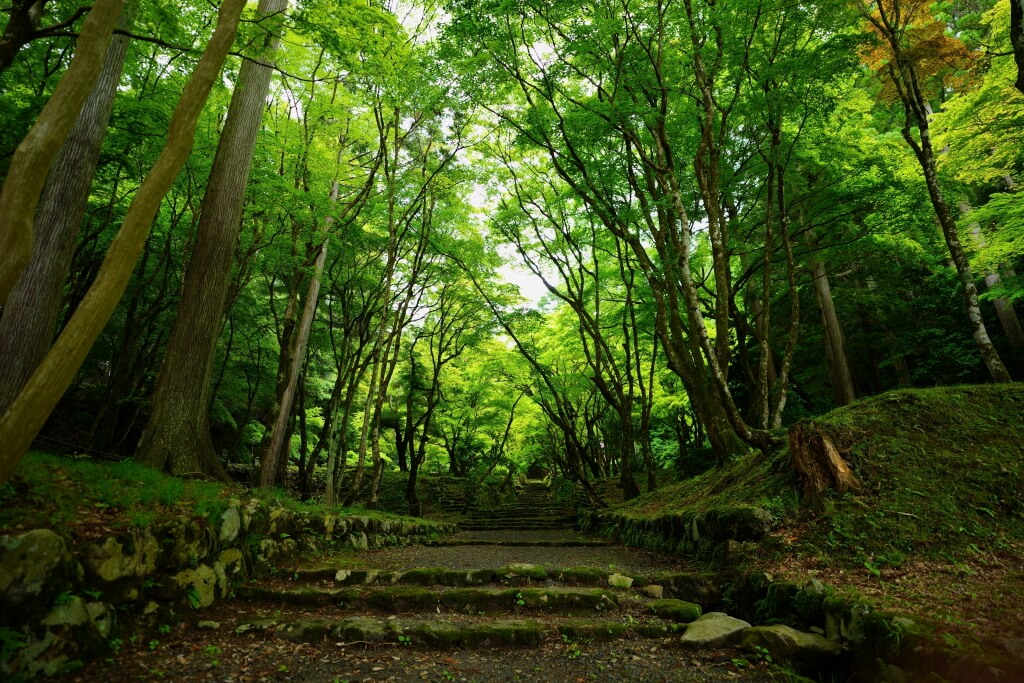 鶏足寺の新緑写真