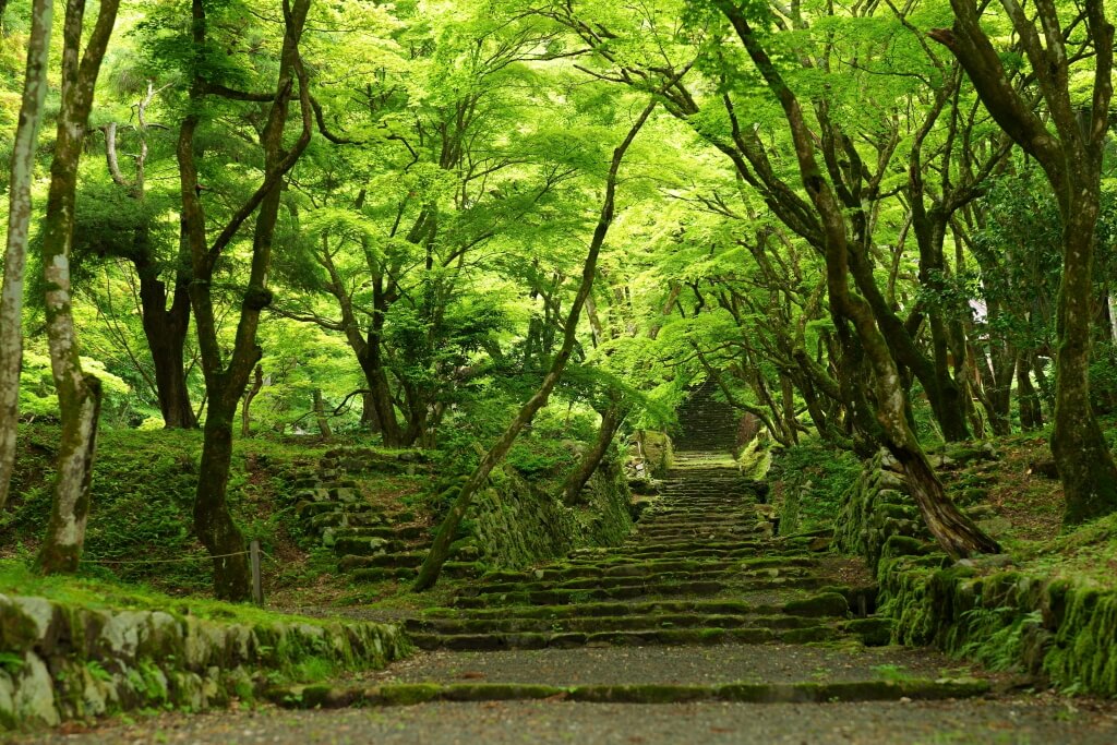 鶏足寺の新緑写真