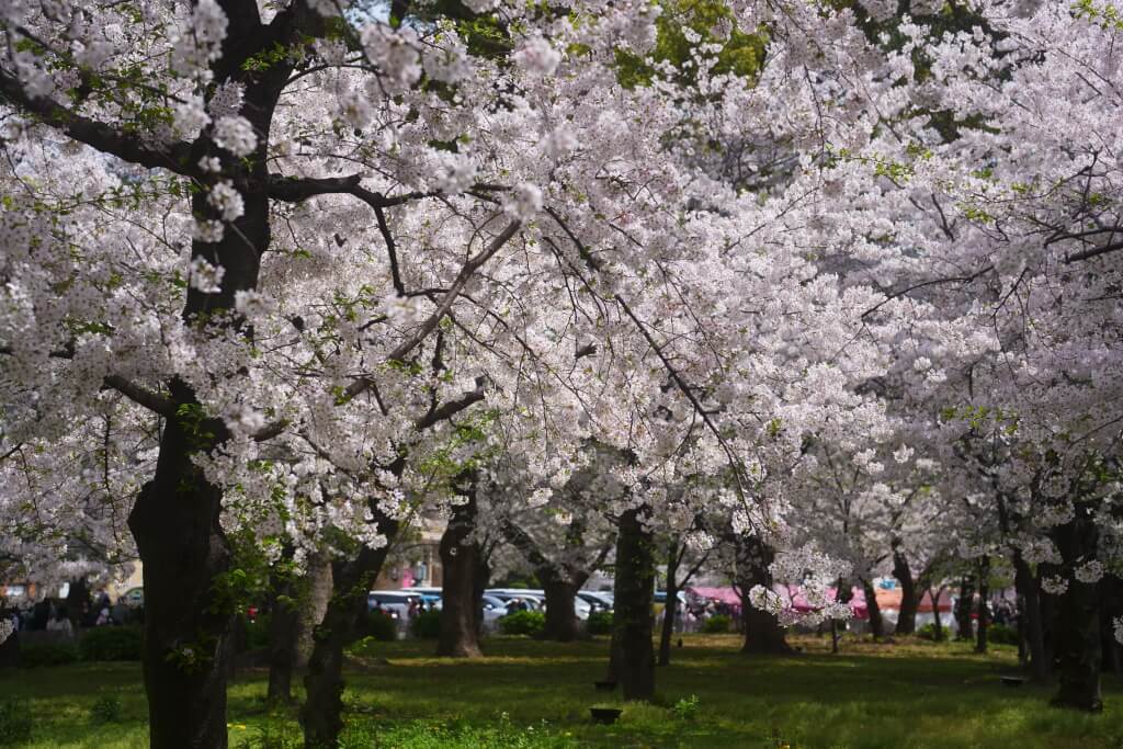 鶴舞公園の桜写真