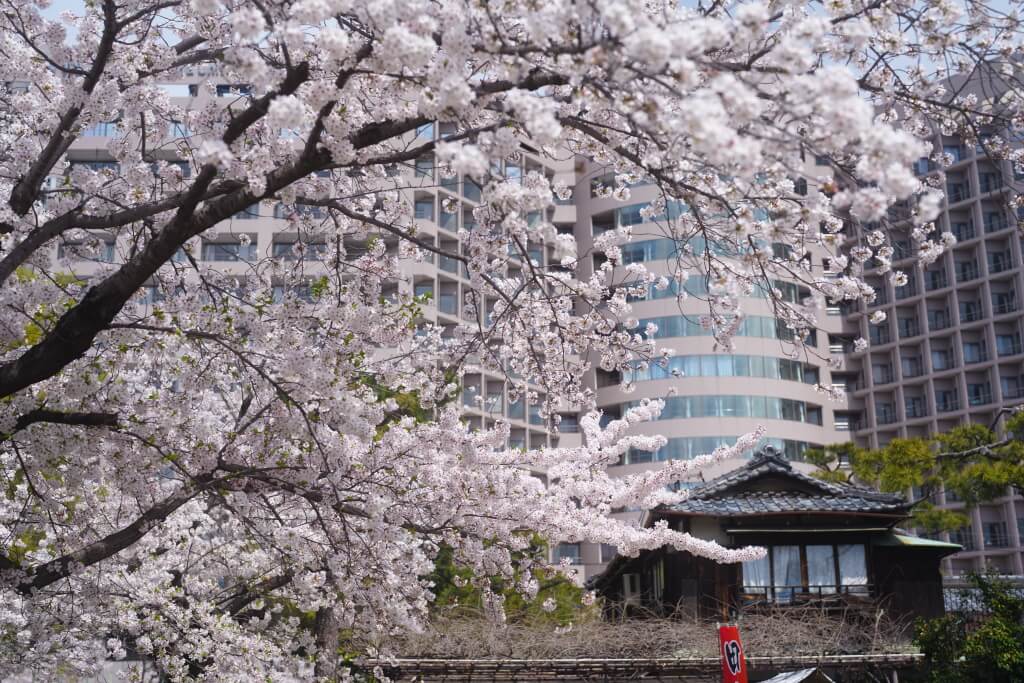 鶴舞公園の桜写真