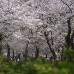 鶴舞公園の桜写真