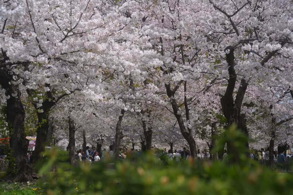 鶴舞公園の桜写真