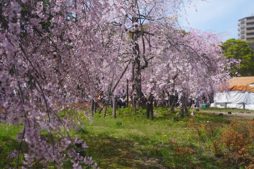 鶴舞公園の桜写真