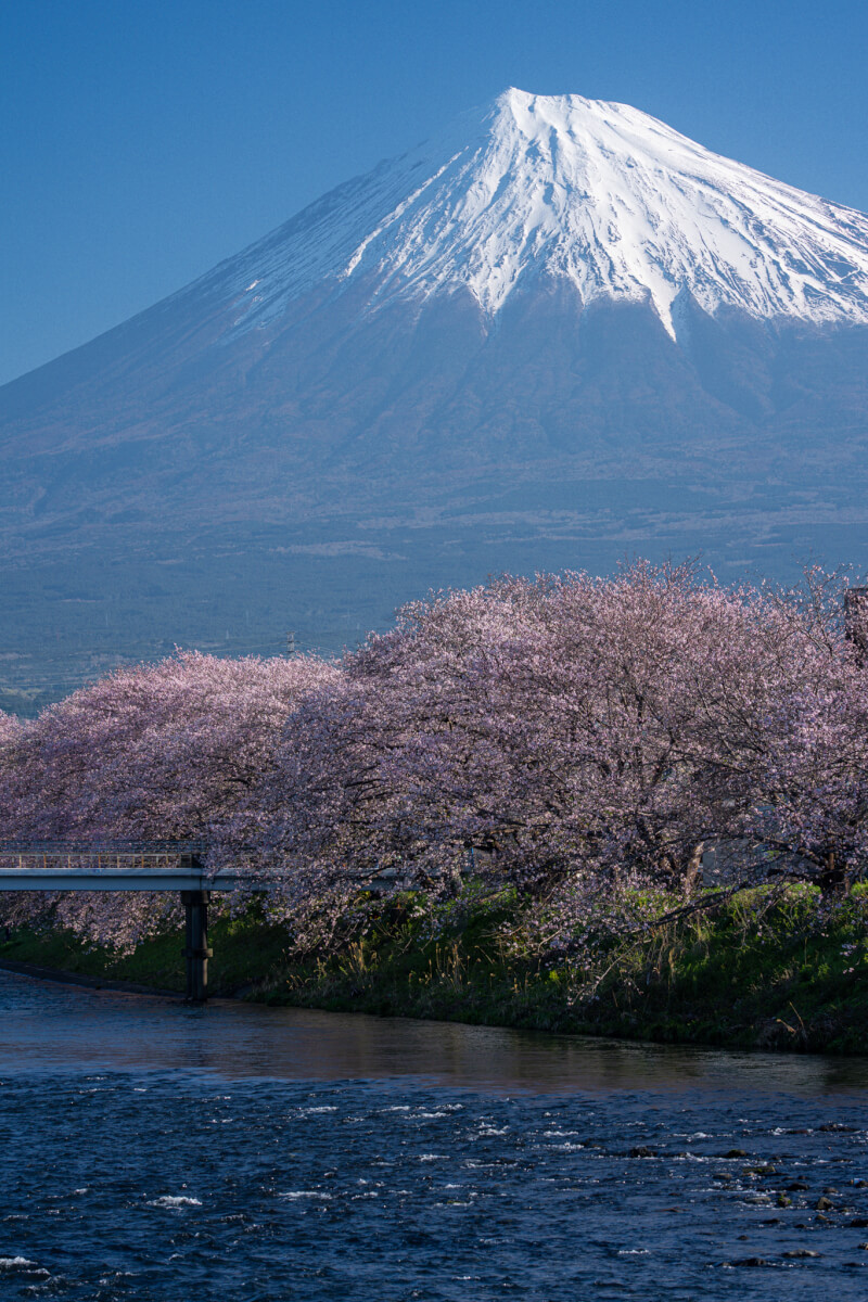 龍厳淵の桜と富士山写真スポット