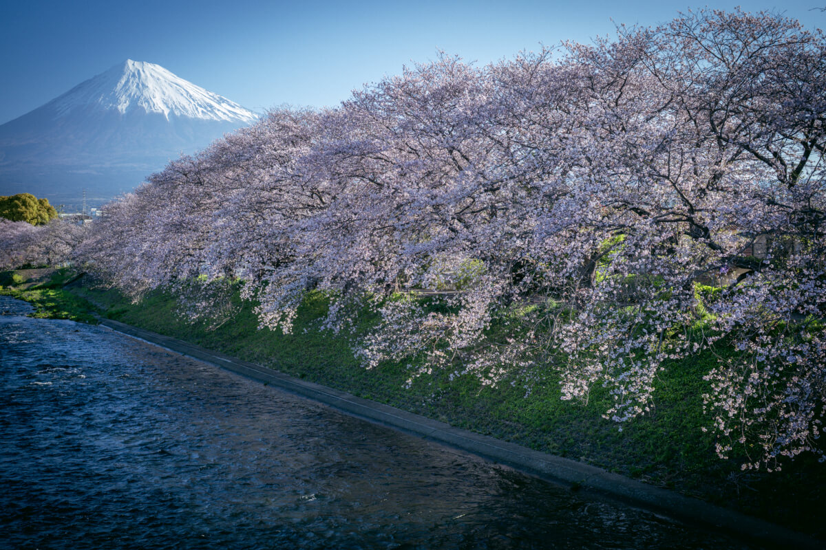 龍厳淵の桜と富士山写真スポット