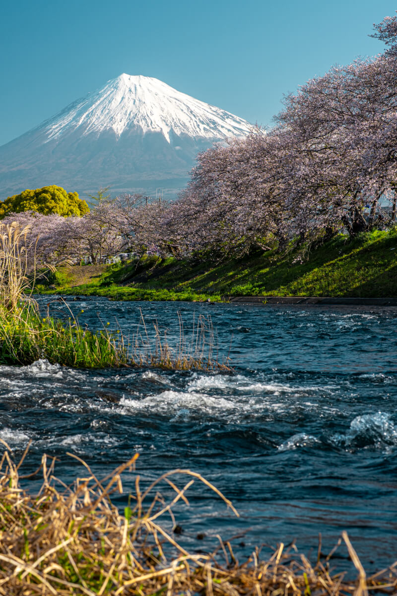 龍厳淵の桜と富士山写真スポット