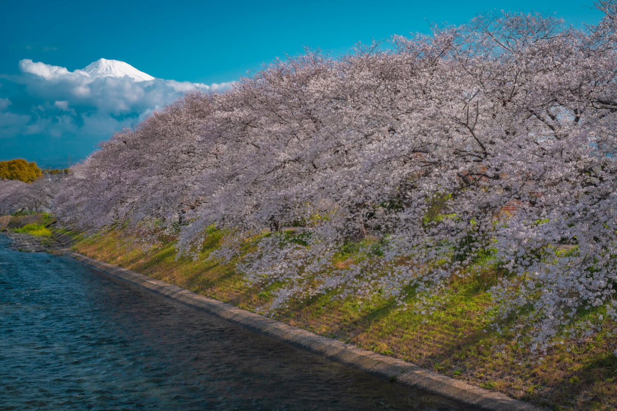 龍厳淵の桜並木富士山
