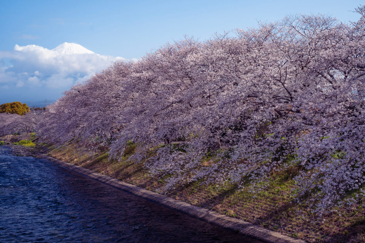 龍厳淵の桜並木富士山
