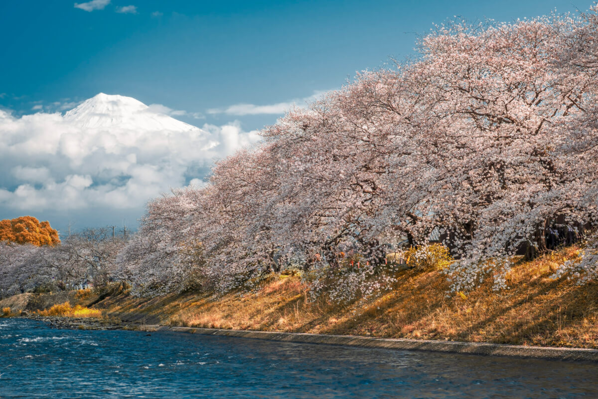龍厳淵の桜並木富士山